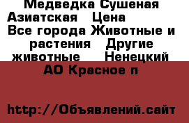 Медведка Сушеная Азиатская › Цена ­ 1 400 - Все города Животные и растения » Другие животные   . Ненецкий АО,Красное п.